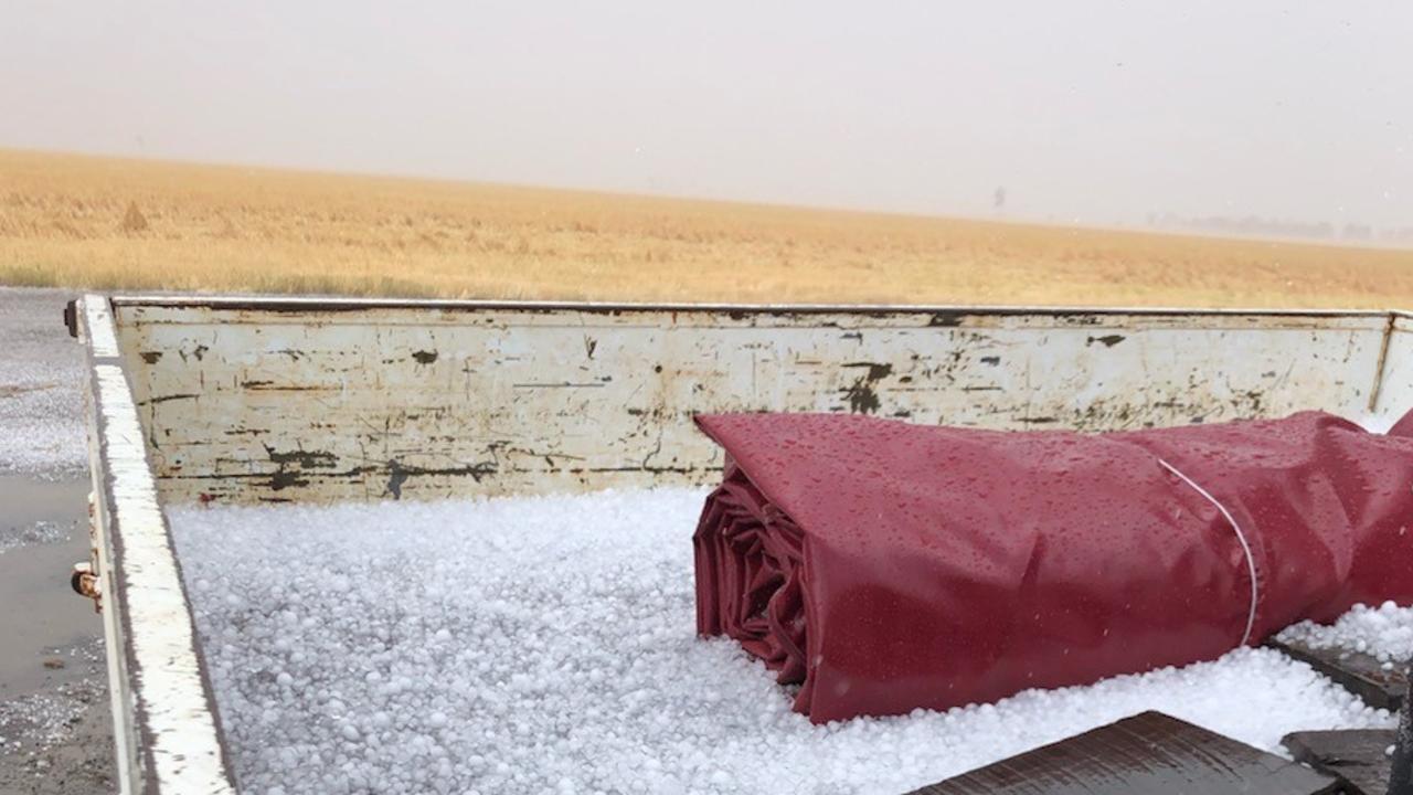 Hail destroyed Douglas Wunsch’s barley crop at Tuckerang near Jandowae. Photo: Douglas Wunsch