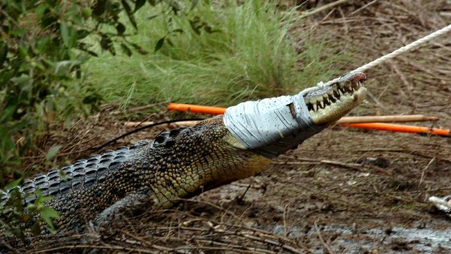 Crocodile catchers Robbie Risk and Tommy Nichols pull out a 2.3m female saltie out of Leanyer drain