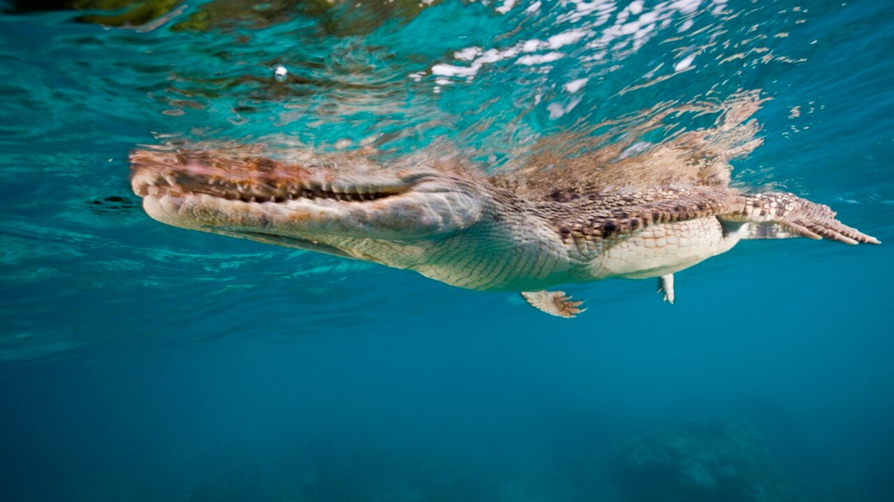 Crocodiles tracked by drones in Queensland to improve beach safety ...