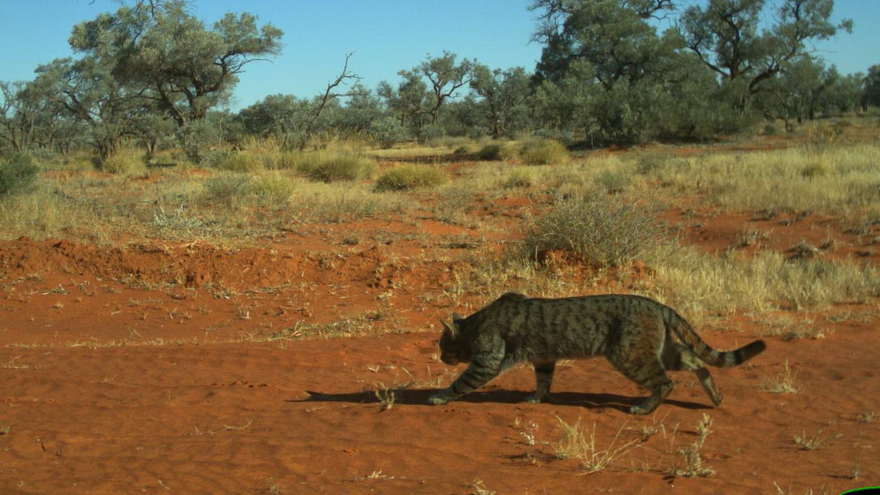 A feral cat stalks through the desert. Picture: Emma Spencer