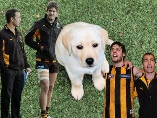 The story of Birch, Clarko and a little puppy dog who proved too much.