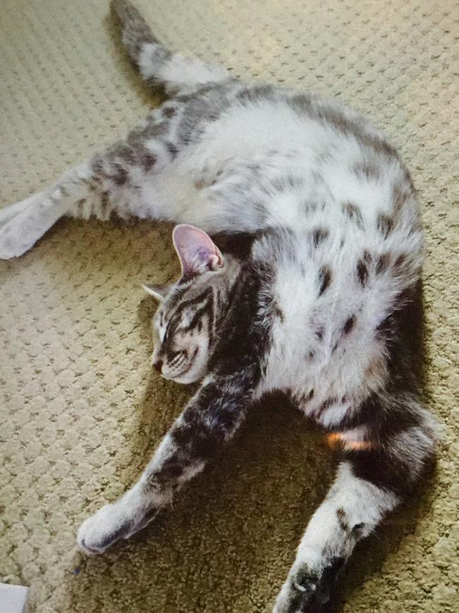 BENJI: This kitty has a habit of sleeping in the most unusual positions, earning him the nickname BB, or Bendable Benji.