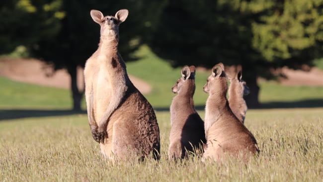 Eastern kangaroos pictured in Hidden Valley, Wallan. Generic kangaroo Picture: Grace Frost