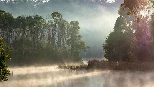 Mist at Birdsland Reserve. Picture: Kathie Thomas