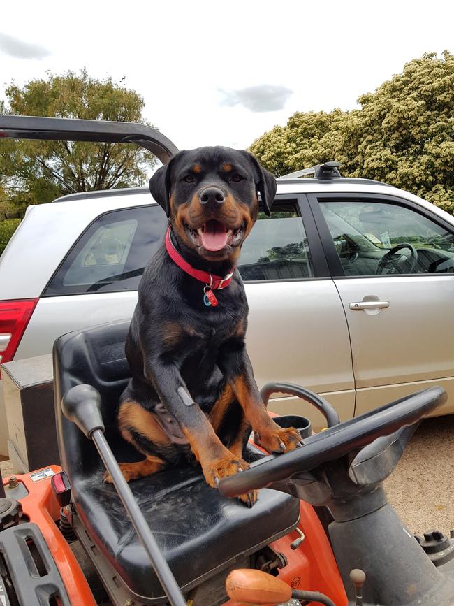 Day of Dogs 2018: Simma.