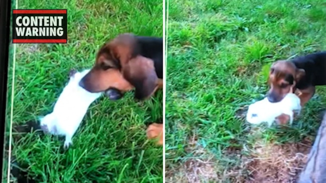 Dogs attack guinea pig