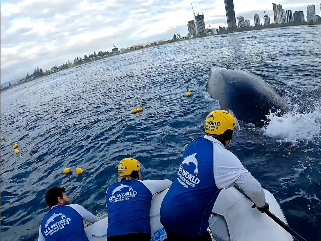 Sea World Rescue team in conjunction with the Queensland Fisheries MART agencies freeing a 10-metre adult humpback whale from the shark control program net at Mermaid Beach last year.