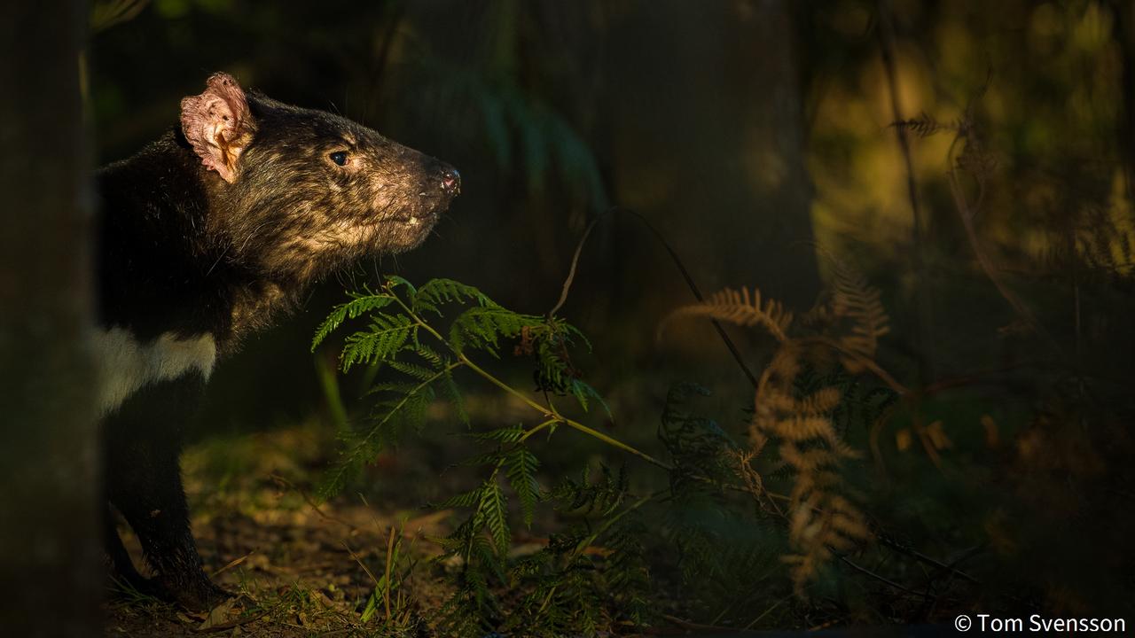 Threatened species runner-up ‘In the Shadows’ by Tom Svensson. Picture: Tom Svensson/Australian Geographic Nature Photographer of the Year 2021