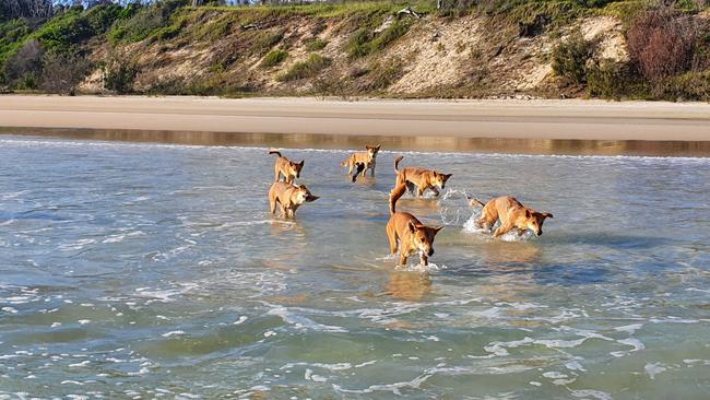 A group of dingoes on Fraser Island.