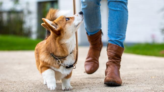 We love dogs. And we love that most dog owners are responsible members of society. (File picture: istock)