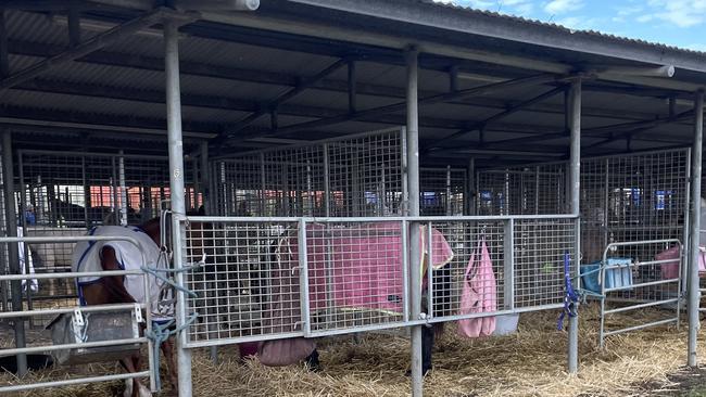 Horses that have been evacuated to Castle Hills Showground after floods hit The Hills Shire and Hawkesbury in early March 2022. Picture: Odessa Blain