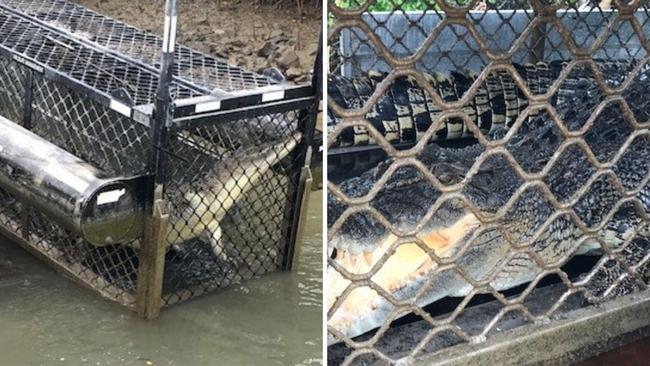 A croc was removed from a trap at Althaus Creek landing, north of Townsville. Picture: Department of Environment and Science