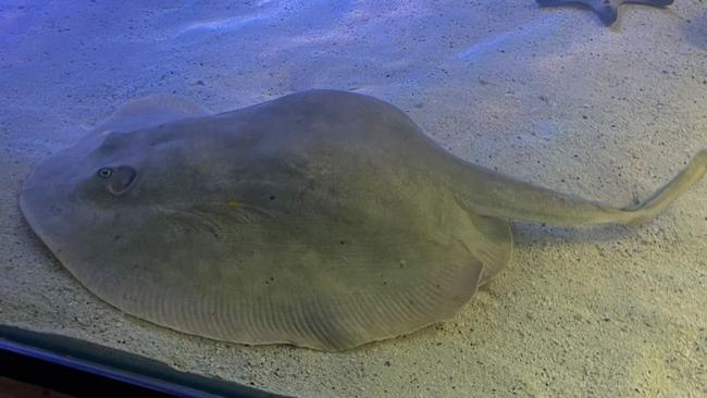 Charlotte lives at the Aquarium &amp; Shark Lab in Henderson, North Carolina and will give birth any day now. Picture: AFP