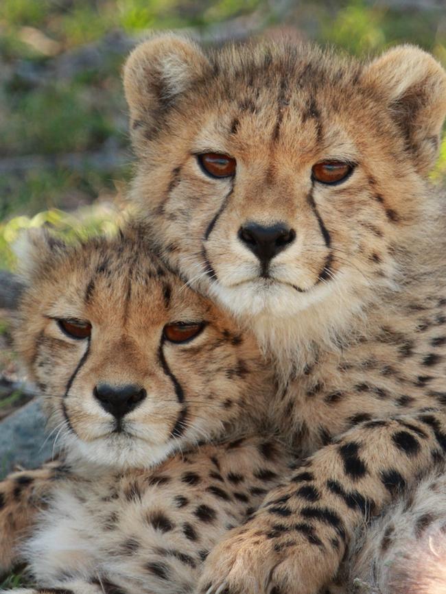 Cheetah cubs in Samara Karoo Reserve.