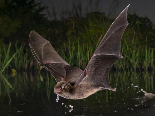 **HOLD FOR SUNDAY, 17TH MAY, 2020** BigPicture Photography Competition Winners 2020 - Pond Skim by Piotr Naskrecki, Winged Life Winner -In Gorongosa National Park, at the southern tip of Africa’s Great Rift Valley, water breathes with the seasons. Lakes and rivers that overflow during the winter months are reduced to puddles and trickles come summer. For many species—including the Mozambique long-fingered bat (Miniopterus mossambicus)—the dry season means longer journeys for a much-needed sip of water. As our planet warms and droughts increase in both frequency and intensity, the seasonal oases that bats depend on are drying up. Without adequate water, healthy bats begin to weaken, making them more susceptible to diseases that are already devastating populations around the world. Those that survive are sometimes forced to drink from human-made bodies of water—a boon for bats, but a potential risk for people who drink from those same water sources, since bats carry a host of zoonotic diseases. It’s often at these interspecies interfaces that killers like Ebola and the novel coronavirus emerge. Picture:  Piotr Naskrecki/BigPicture Competition