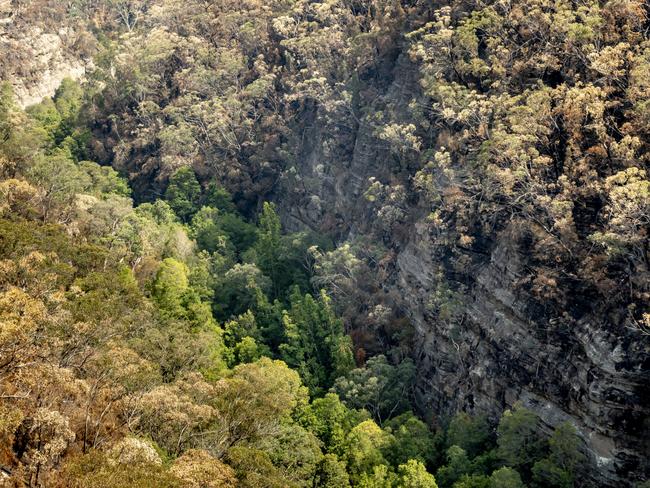 The pines are millions of years old. Picture: NSW Government