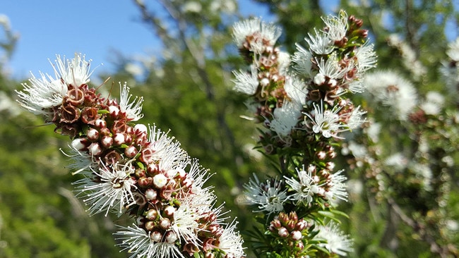 The Kunzea plant. Picture: Supplied