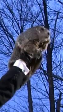 Phil predicts 'early Spring' in rare Groundhog Day surprise