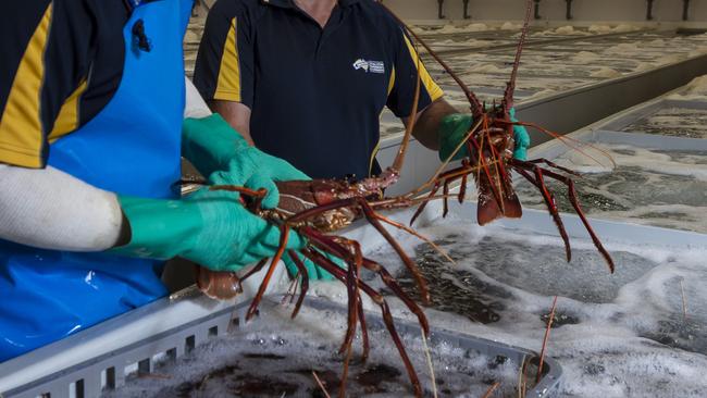 Live lobster exports have been halted to China. Photo: Marie Nirme