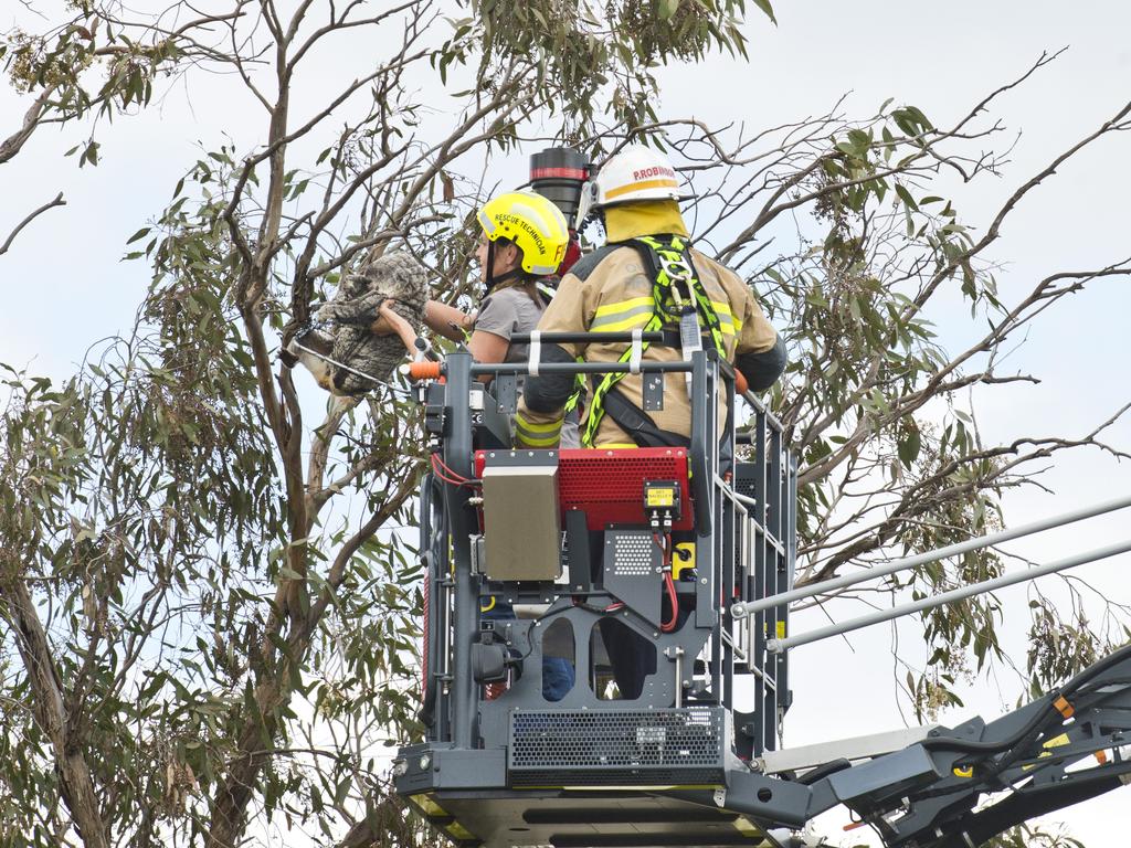 Toowoomba Koala and Wildlife Rescue volunteer Judi Gray and QFES senior firefighter Peter Robinson remove Rose the Koala from a tree in Moore Crescent due to concerns for her safety. Thursday, 3rd Sep, 2020.