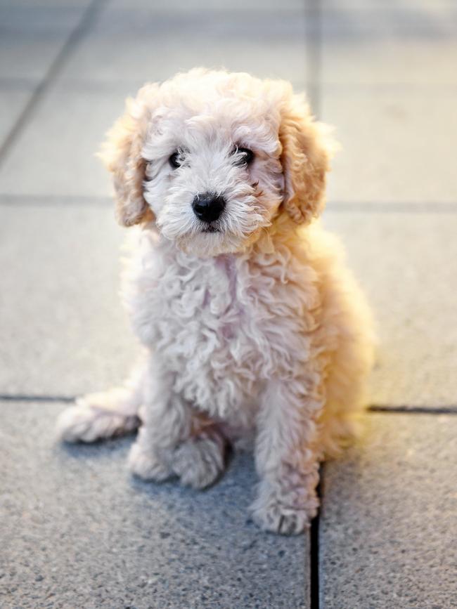 The dog thrown over the edge of the bridge was described as looking similar to a poodle. Picture: iStock