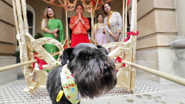 Schnauzer Poppy with representatives from the Nepoli Society of Tasmania.  Hobart Christmas pageant preview. PICTURE: RICHARD JUPE