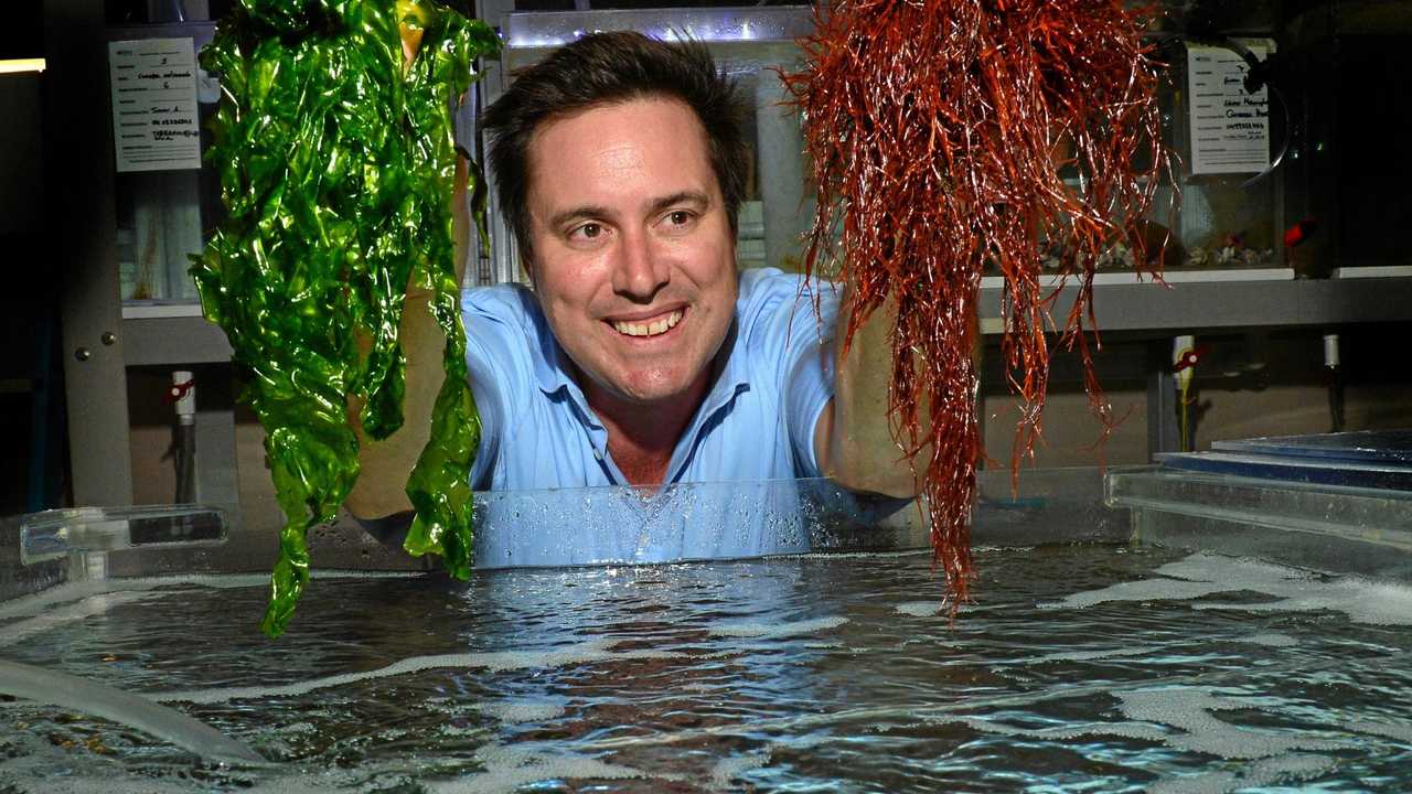 IN-DEPTH RESEARCH: Dr Nick Paul of the University of the Sunshine Coast is leading research into how to grow and utilise seaweed. Picture: John McCutcheon