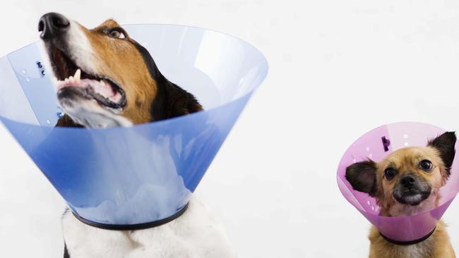 Pet insurance is one of the country’s worst value insurance products. Picture: Thinkstock