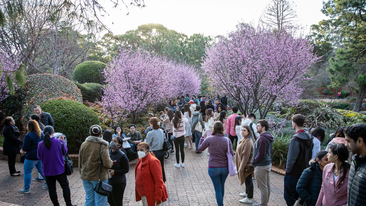 Auburn Sydney Cherry Blossom Festival 2022 picture gallery The