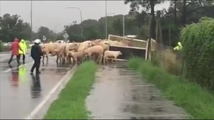 Cows are moved on as floodwaters rise on the Gold Coast