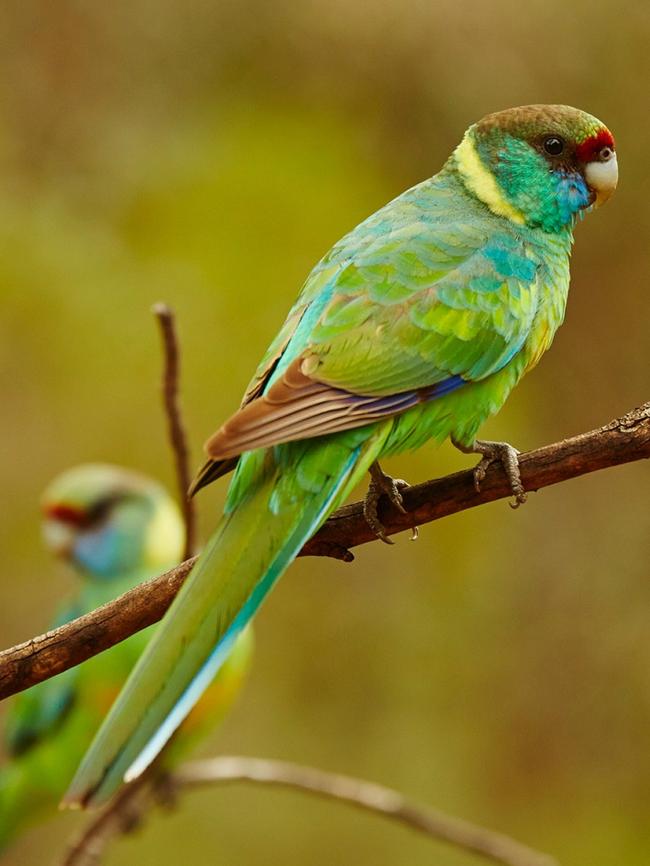 Ring-neck parrots in the Flinders Ranges. Picture: SATC