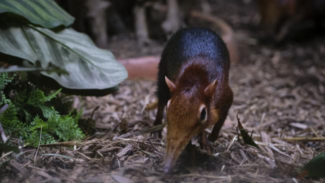 The “shy” elephant shrew is notoriously difficult to spot.