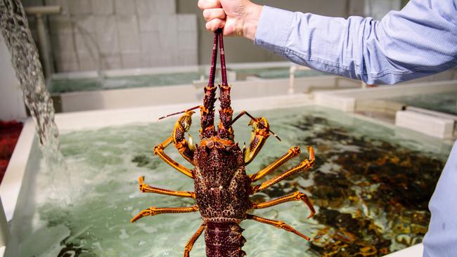 Australian rock lobster faced a ban from China.