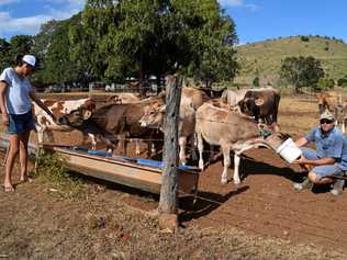 RETURNED: Michelle and Robbie Radel are back dairying at the Happy Valley dairy farm at Coalstoun Lakes. Picture: Erica Murree