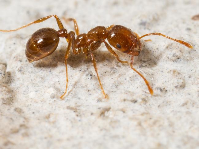 Fire ant stings can be extremely painful and harmful to young children.