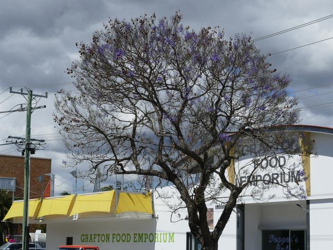 A jacaranda tree in Pound St, outside Grafton Food Emporium, has traditionally been one of the first to bloom and once again it has an early good show of purple.