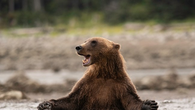 Our favourite annual event, Fat Bear Week, just kicked off