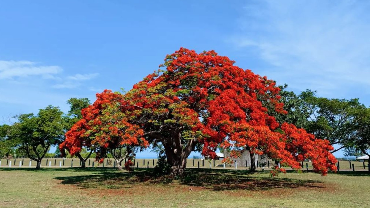 Flame tree at East Point. Picture: Kate Dinning