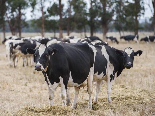 Volunteer Awards: Mark BillingMark Billing is a CFA volunteer who is group officer for the southwest region. He is in charge of multiple brigades has operated as the incident controller at many large bushfire emergencies over the past decades. Pictured: Generic dairy cow.PICTURE: ZOE PHILLIPS