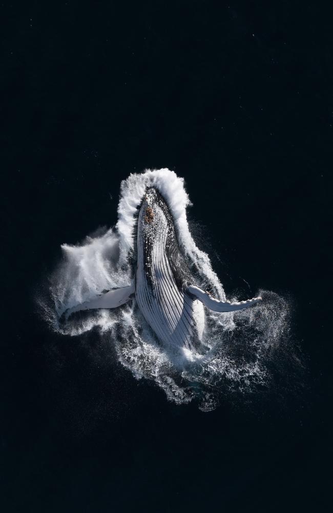 Nicholas Holton: A humpback whale lands gracefully on its back after launching its enormous frame out of the depths of the Pacific Ocean. Australia