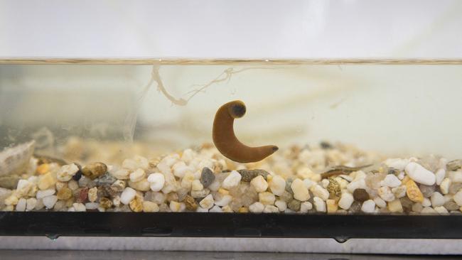 A medical leech kept at Liverpool Hospital. Picture: Melvyn Knipe