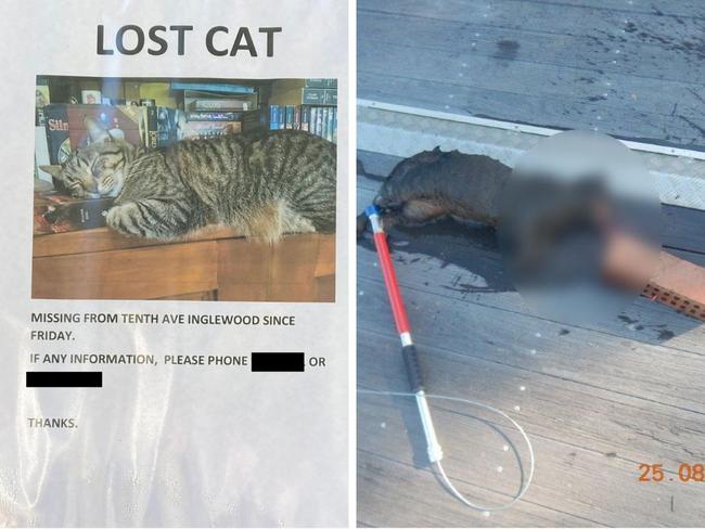 Sickening end to family’s missing cat saga