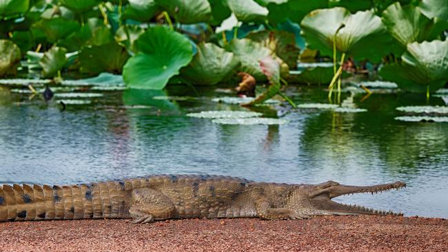 Garry Watters snapped a photo of a freshwater croc at Fogg Dam on Sunday. Picture: Garry Watters