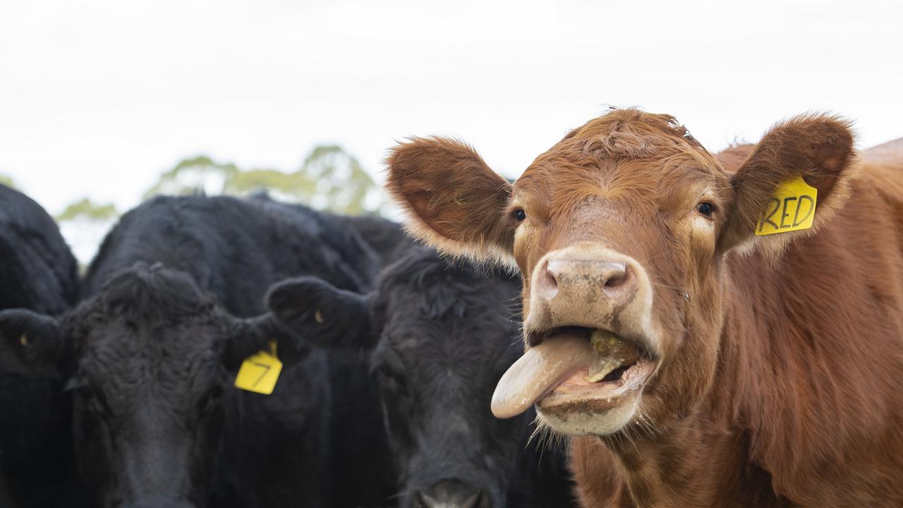 Jakarta rules live cattle quarantine remains in place