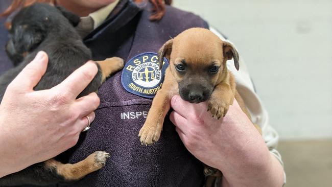 Two of the puppies that survived being pulled out of the bin. Picture: RSPCA