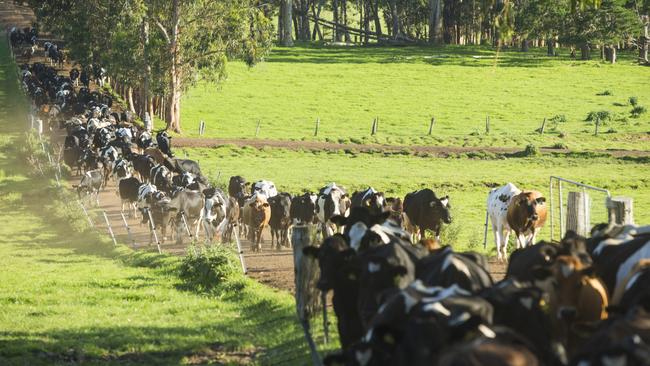 Bannister Downs dairy farm at Northcliffe in Western Australia.