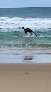 Kangaroo takes a dip in Noosa surf