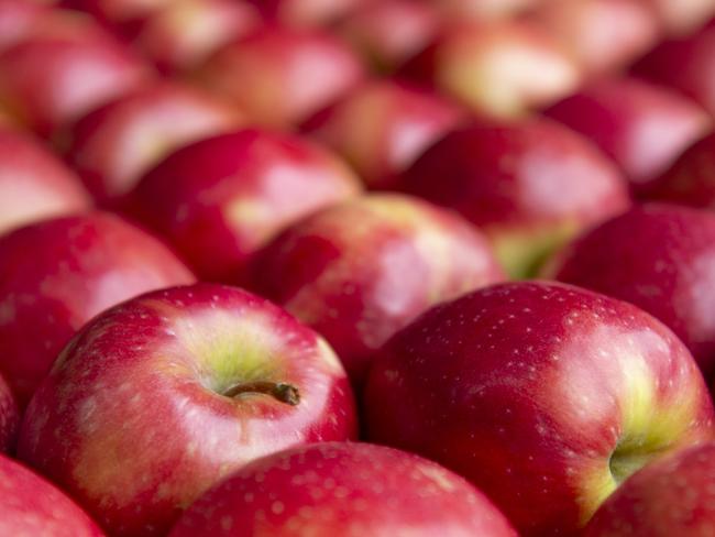 FOCUS: Fankhauser  ApplesThe Fankhauser family has been growing apples in Australia for over 120 years. We are currently situated in Drouin in West Gippsland, Victoria and have been growing apples from that location for more than 30 years. The owners Liz and Glynn Fankhauser, are 3rd generation orchardists and with their son Brad as General Manager and his wife Darlene as Office Manager and his sister Lauren working in the orchard and packing shed, we grow around 1000 tons of apples each year.PICTURED:  Brad and Peppa the German Shepherd on farm at Drouin. Generic apple.PICTURE: ZOE PHILLIPS