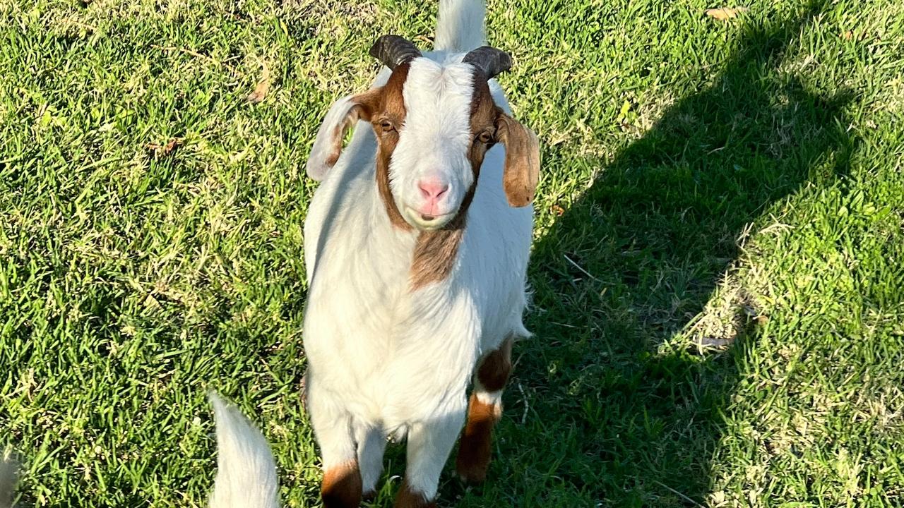 Franklin the goat in the care of the RSPCAWA. Picture: RSPCAWA