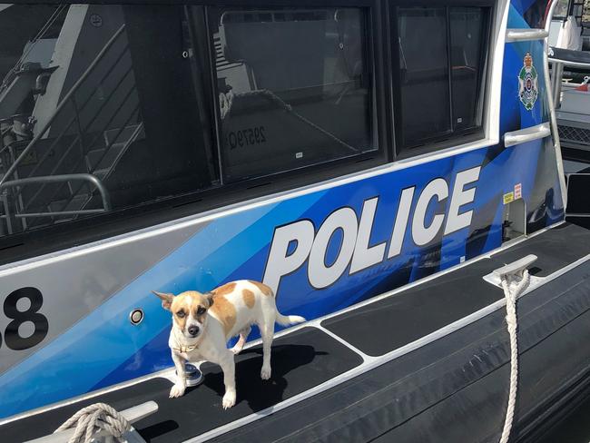 Charlie the jack russel on board a Brisbane Water Police boat. Picture: QPS